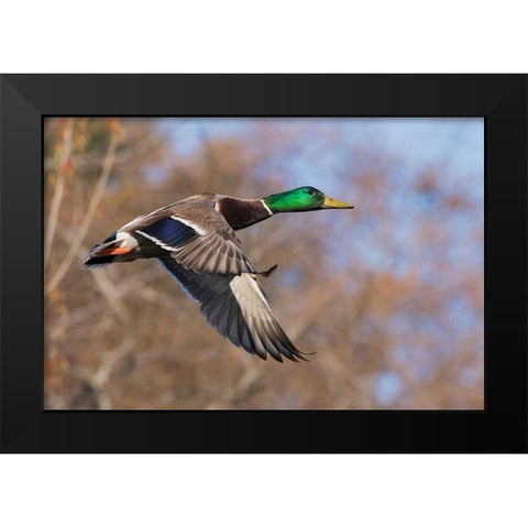Autumn Mallard Black Modern Wood Framed Art Print by Archer, Ken