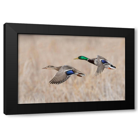 Mallard Duck Pair flying Black Modern Wood Framed Art Print with Double Matting by Archer, Ken