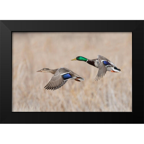 Mallard Duck Pair flying Black Modern Wood Framed Art Print by Archer, Ken