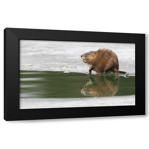Muskrat-winter foraging from an opening in the ice Black Modern Wood Framed Art Print with Double Matting by Archer, Ken