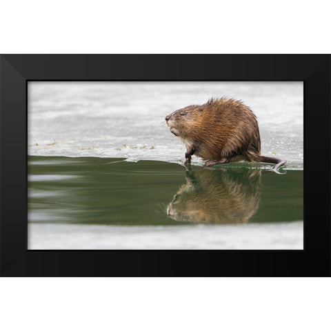 Muskrat-winter foraging from an opening in the ice Black Modern Wood Framed Art Print by Archer, Ken