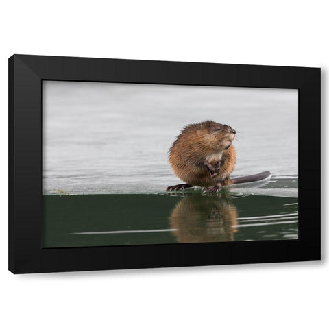 Muskrat-winter foraging Black Modern Wood Framed Art Print with Double Matting by Archer, Ken