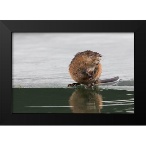 Muskrat-winter foraging Black Modern Wood Framed Art Print by Archer, Ken