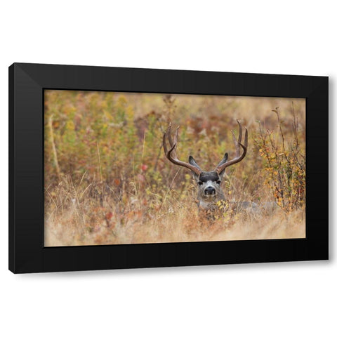 Mule Deer Buck-autumn sprinkle Black Modern Wood Framed Art Print with Double Matting by Archer, Ken