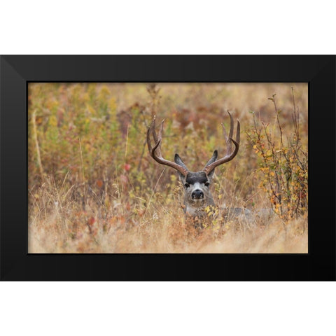 Mule Deer Buck-autumn sprinkle Black Modern Wood Framed Art Print by Archer, Ken