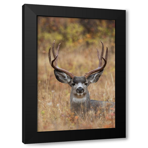 Mule Deer Buck Black Modern Wood Framed Art Print with Double Matting by Archer, Ken