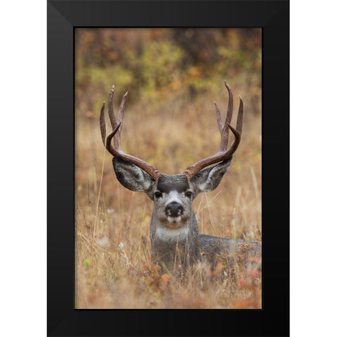 Mule Deer Buck Black Modern Wood Framed Art Print by Archer, Ken