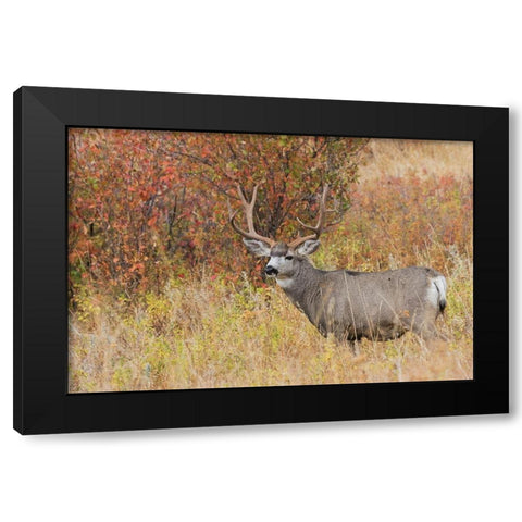 Mule Deer Buck Black Modern Wood Framed Art Print with Double Matting by Archer, Ken