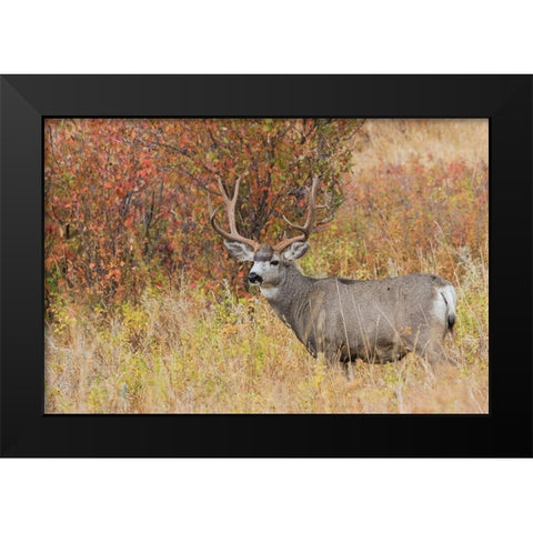 Mule Deer Buck Black Modern Wood Framed Art Print by Archer, Ken