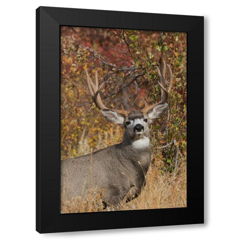 Alert Mule Deer Buck Black Modern Wood Framed Art Print with Double Matting by Archer, Ken
