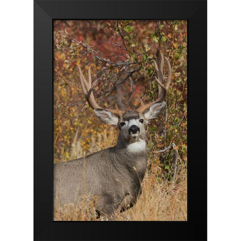 Alert Mule Deer Buck Black Modern Wood Framed Art Print by Archer, Ken