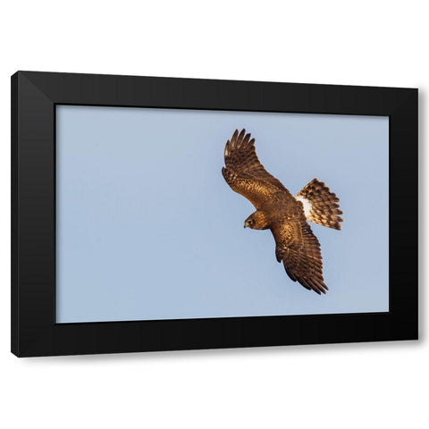 Northern Harrier-hunting Black Modern Wood Framed Art Print with Double Matting by Archer, Ken