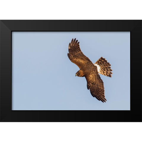 Northern Harrier-hunting Black Modern Wood Framed Art Print by Archer, Ken