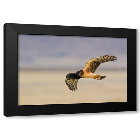 Northern Harrier Hawk (immature) Black Modern Wood Framed Art Print with Double Matting by Archer, Ken