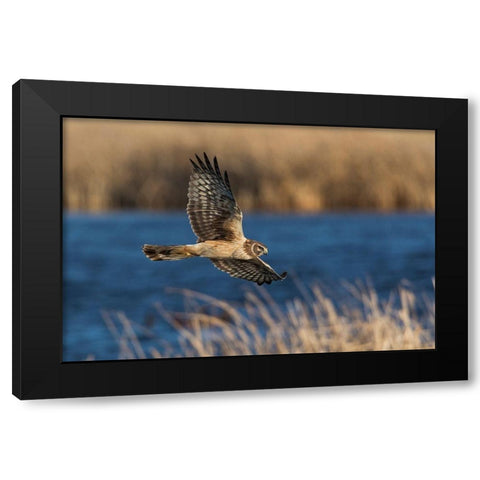 Northern Harrier Hunting Black Modern Wood Framed Art Print with Double Matting by Archer, Ken