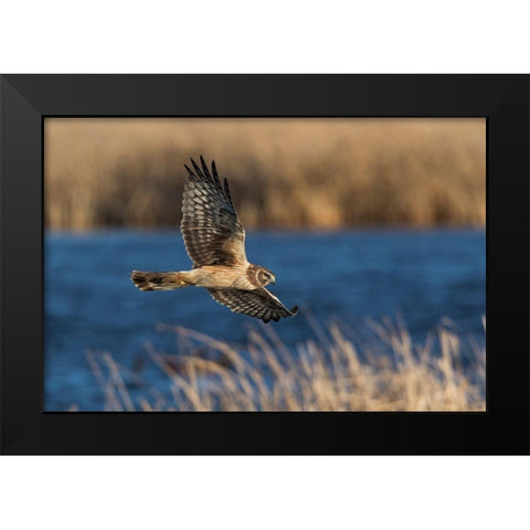 Northern Harrier Hunting Black Modern Wood Framed Art Print by Archer, Ken