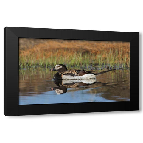 Long-tailed Duck-drake in arctic tundra pond Black Modern Wood Framed Art Print with Double Matting by Archer, Ken