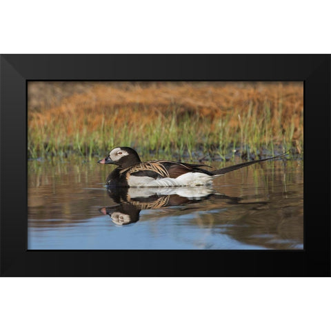 Long-tailed Duck-drake in arctic tundra pond Black Modern Wood Framed Art Print by Archer, Ken