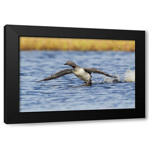Red-throated Loon-courtship display Black Modern Wood Framed Art Print with Double Matting by Archer, Ken