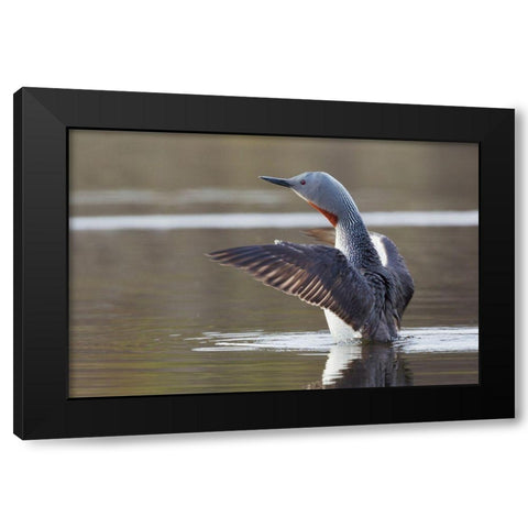 Red-throated Loon Drying Wings Black Modern Wood Framed Art Print with Double Matting by Archer, Ken