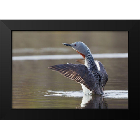 Red-throated Loon Drying Wings Black Modern Wood Framed Art Print by Archer, Ken