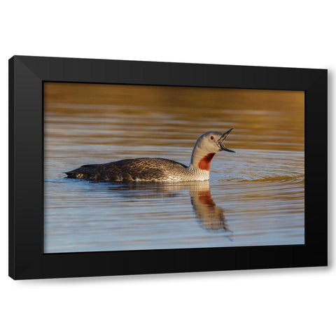 Red-throated Loon Calling Black Modern Wood Framed Art Print with Double Matting by Archer, Ken