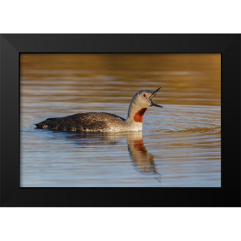 Red-throated Loon Calling Black Modern Wood Framed Art Print by Archer, Ken