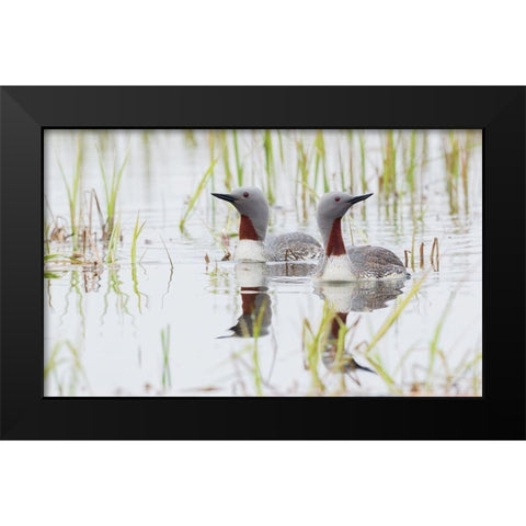 Red-throated Loon Pair Black Modern Wood Framed Art Print by Archer, Ken