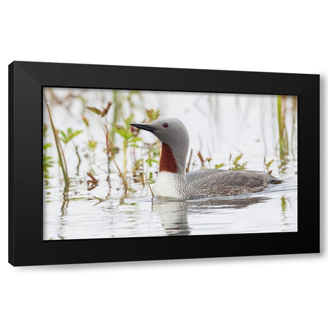 Red-throated Loon Black Modern Wood Framed Art Print by Archer, Ken
