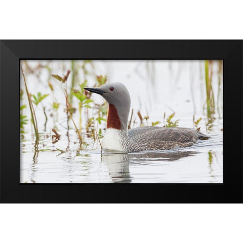 Red-throated Loon Black Modern Wood Framed Art Print by Archer, Ken