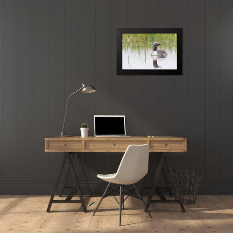 Red-throated Loon Black Modern Wood Framed Art Print by Archer, Ken