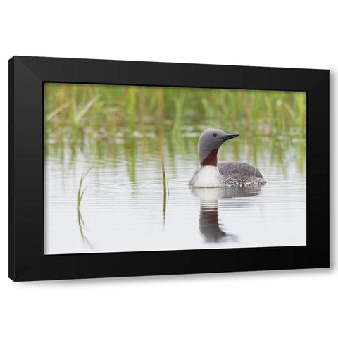 Red-throated Loon Black Modern Wood Framed Art Print with Double Matting by Archer, Ken