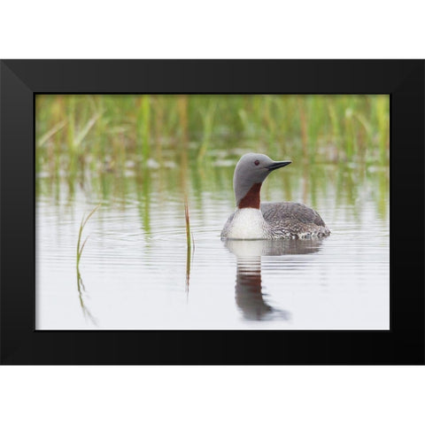 Red-throated Loon Black Modern Wood Framed Art Print by Archer, Ken