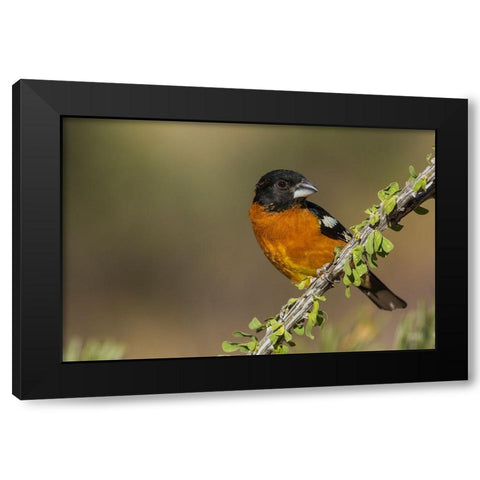 Black-headed grosbeak Black Modern Wood Framed Art Print by Archer, Ken