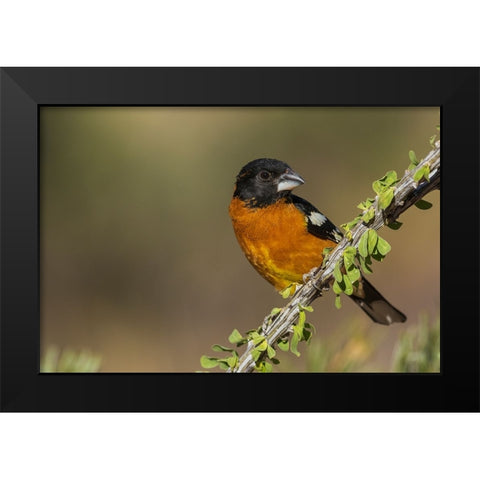 Black-headed grosbeak Black Modern Wood Framed Art Print by Archer, Ken