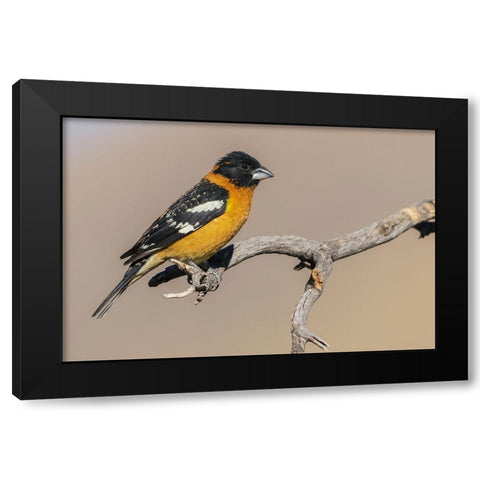 Black-headed grosbeak Black Modern Wood Framed Art Print by Archer, Ken