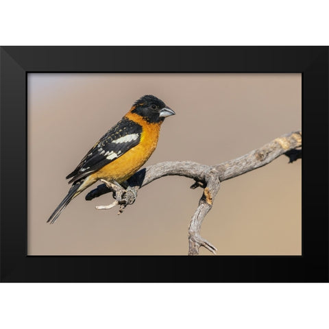 Black-headed grosbeak Black Modern Wood Framed Art Print by Archer, Ken