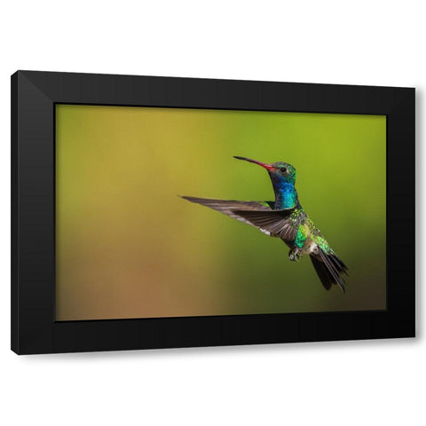 Male broad-billed hummingbird Black Modern Wood Framed Art Print with Double Matting by Archer, Ken