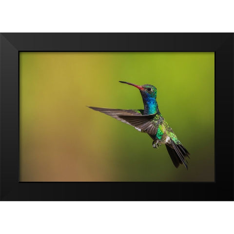 Male broad-billed hummingbird Black Modern Wood Framed Art Print by Archer, Ken