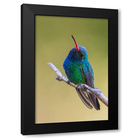 Broad-billed hummingbird Black Modern Wood Framed Art Print with Double Matting by Archer, Ken