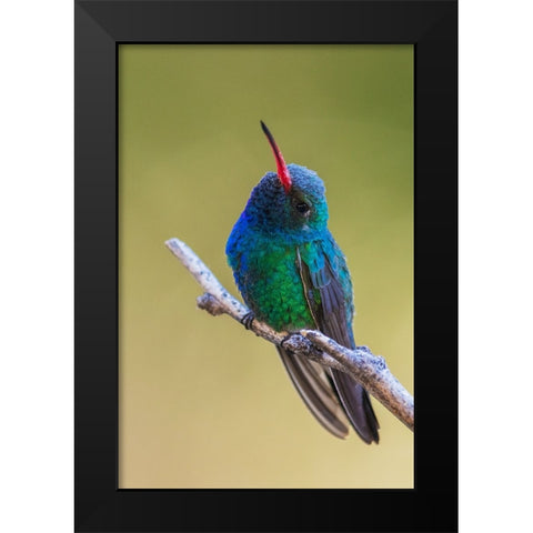 Broad-billed hummingbird Black Modern Wood Framed Art Print by Archer, Ken