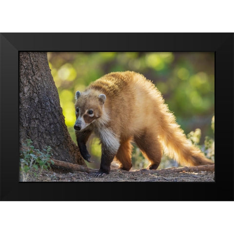 Coatimundi Black Modern Wood Framed Art Print by Archer, Ken