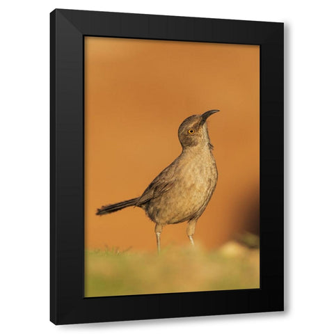 Curve-billed thrasher Black Modern Wood Framed Art Print by Archer, Ken