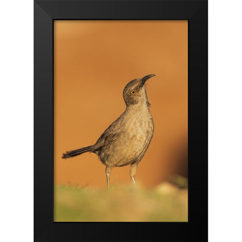 Curve-billed thrasher Black Modern Wood Framed Art Print by Archer, Ken