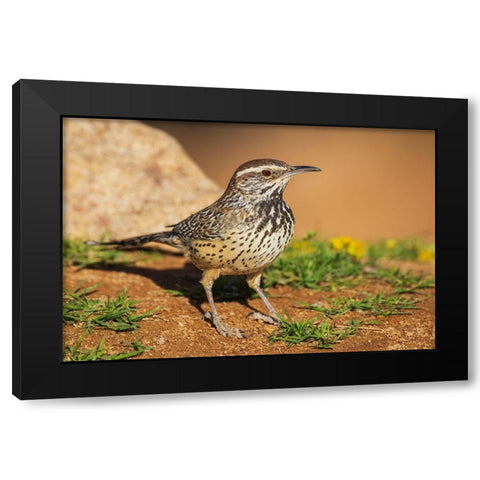 Cactus wren Black Modern Wood Framed Art Print by Archer, Ken