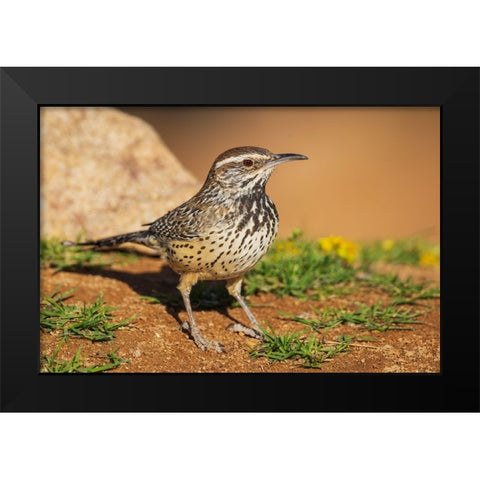 Cactus wren Black Modern Wood Framed Art Print by Archer, Ken