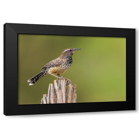 Cactus wren Black Modern Wood Framed Art Print by Archer, Ken