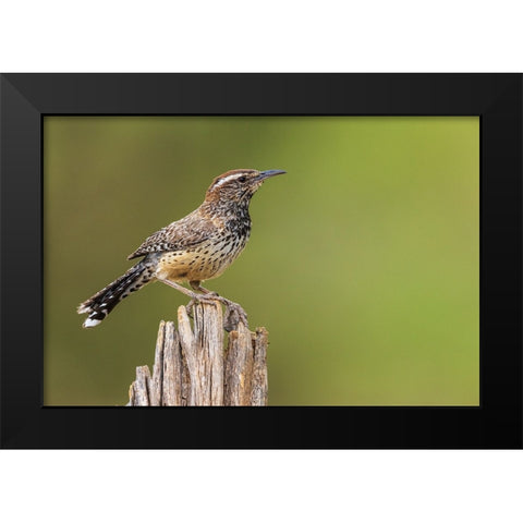 Cactus wren Black Modern Wood Framed Art Print by Archer, Ken