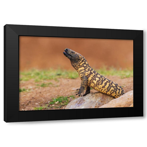 Gila monster drinking water Black Modern Wood Framed Art Print by Archer, Ken