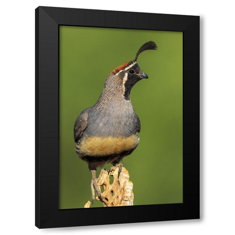 Gambels quail Black Modern Wood Framed Art Print with Double Matting by Archer, Ken